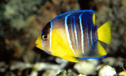 Angelfish